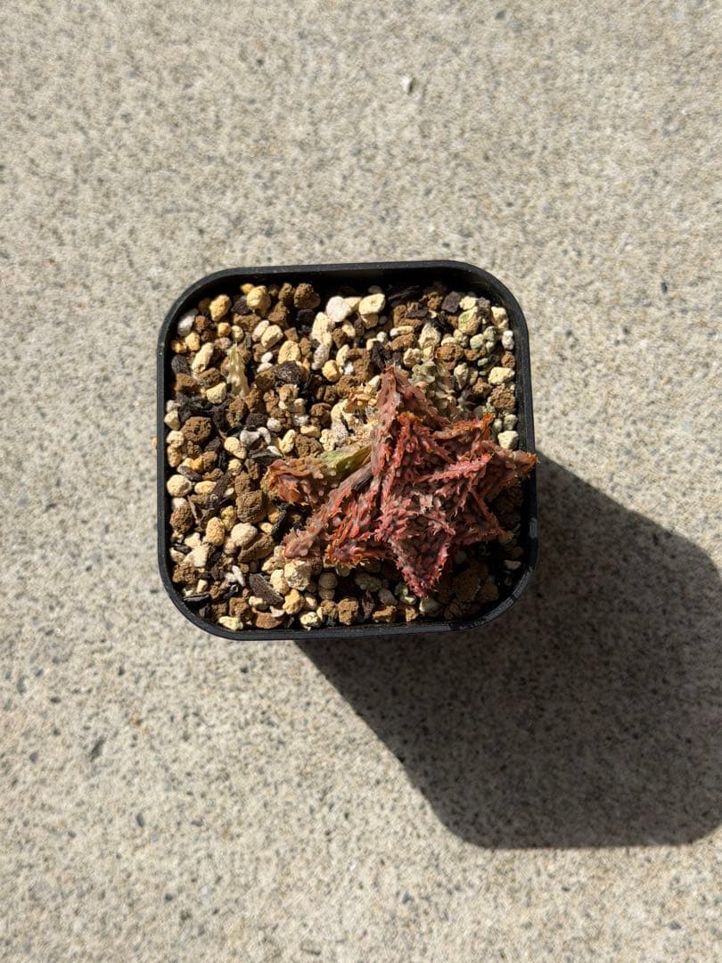 アロエ　ハイブリッド　Aloe hybrid 第四種