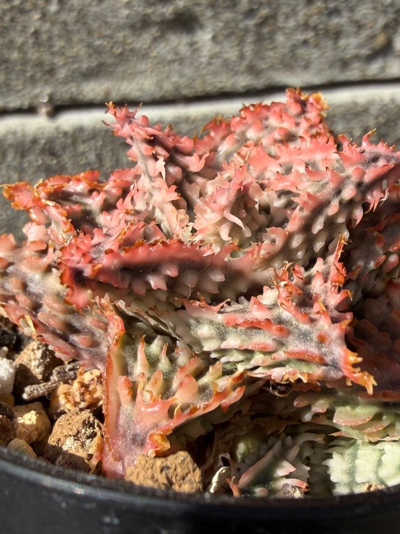 アロエ　ハイブリッド　Aloe hybrid 第四種