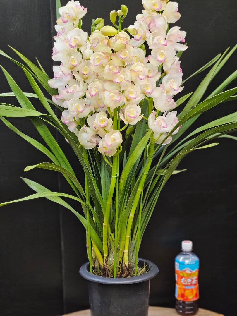 蘭鉢 シンピジュームプリンセスマサコ 6号鉢 5本立ち 蕾多数 極上品 写真現物