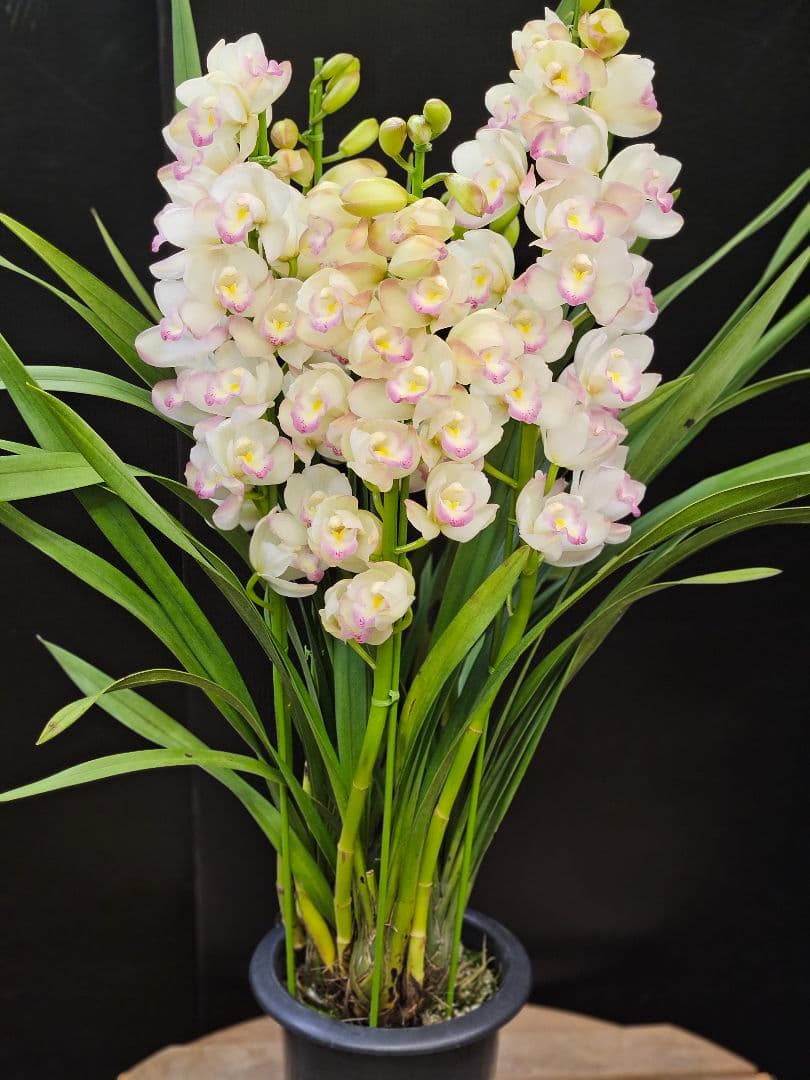 蘭鉢 シンピジュームプリンセスマサコ 6号鉢 5本立ち 蕾多数 極上品 写真現物