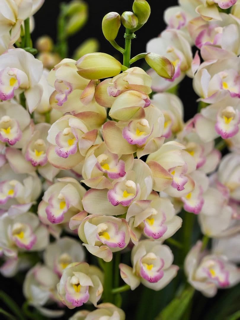 蘭鉢 シンピジュームプリンセスマサコ 6号鉢 5本立ち 蕾多数 極上品 写真現物