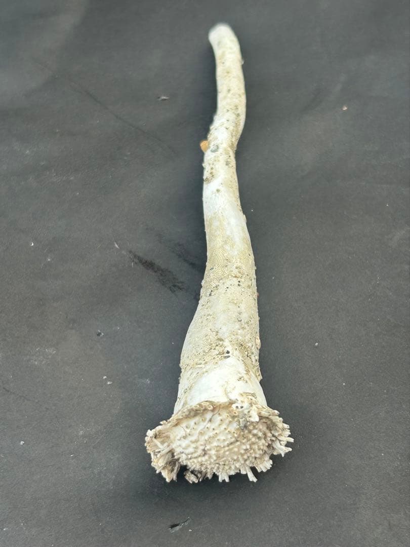 珍しいジョウロガイ（如雨露貝） ツボガイ状二枚貝 11.8cm