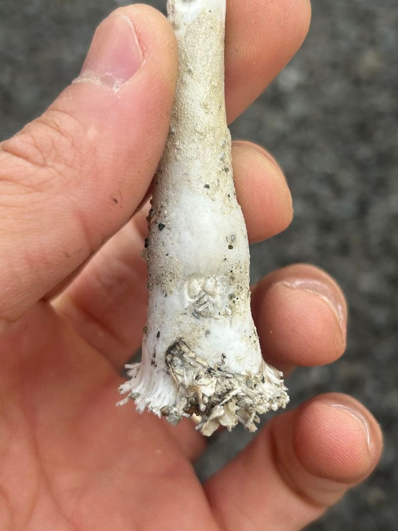 珍しいジョウロガイ（如雨露貝） ツボガイ状二枚貝 11.8cm