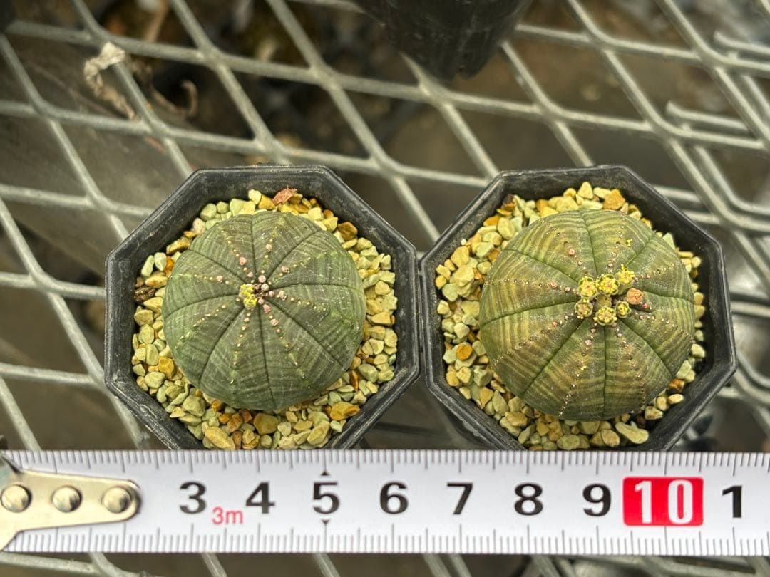 【送料込み】ユーフォルビア　オベサ　オス・メスセット　モンスト　実生
