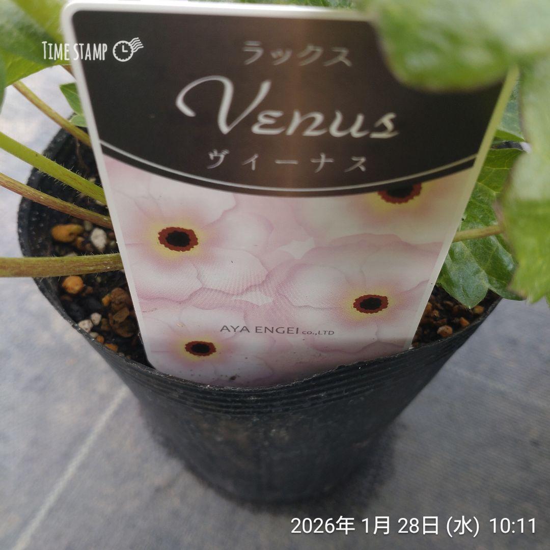 ラナンキュラスラックス　4株セット