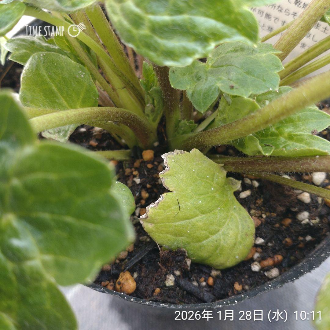 ラナンキュラスラックス　4株セット