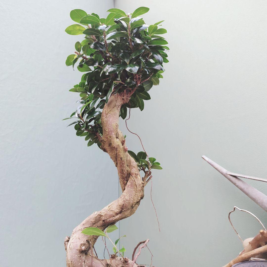 2月限定特価☆【現品】曲がり 昇り龍 ガジュマル 縁起物 白 ロングポット７