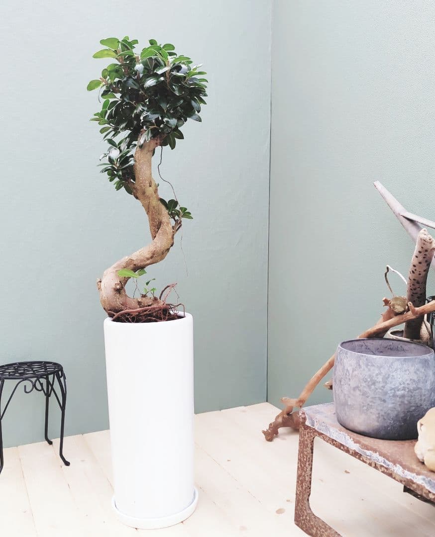 2月限定特価☆【現品】曲がり 昇り龍 ガジュマル 縁起物 白 ロングポット７