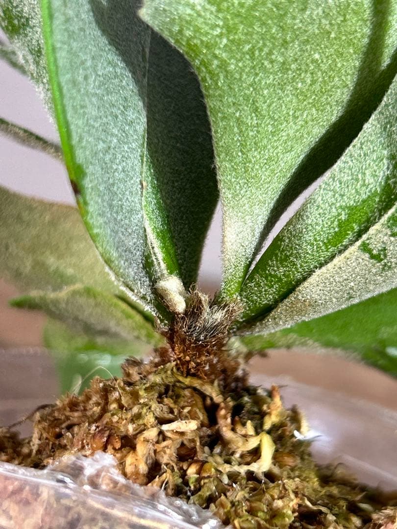 虎之介P. Willinckii Omg(spore) 【64】速達