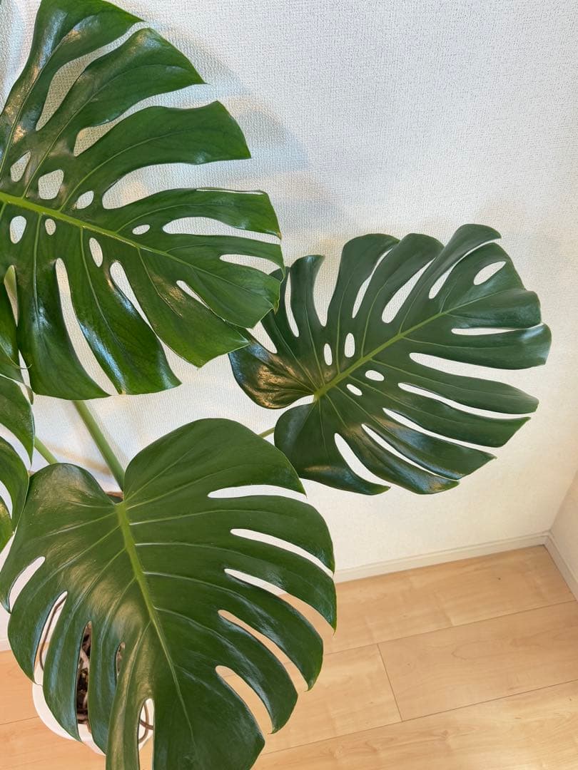 モンステラ　デリシオーサ　幹上がり　根上がり　幹立ち　7寸サイズ　②