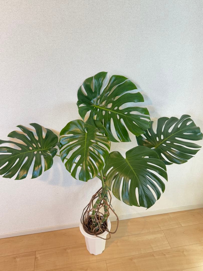 モンステラ　デリシオーサ　幹上がり　根上がり　幹立ち　7寸サイズ　②