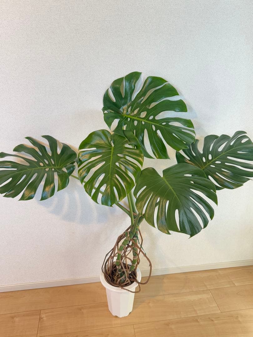 モンステラ　デリシオーサ　幹上がり　根上がり　幹立ち　7寸サイズ　②