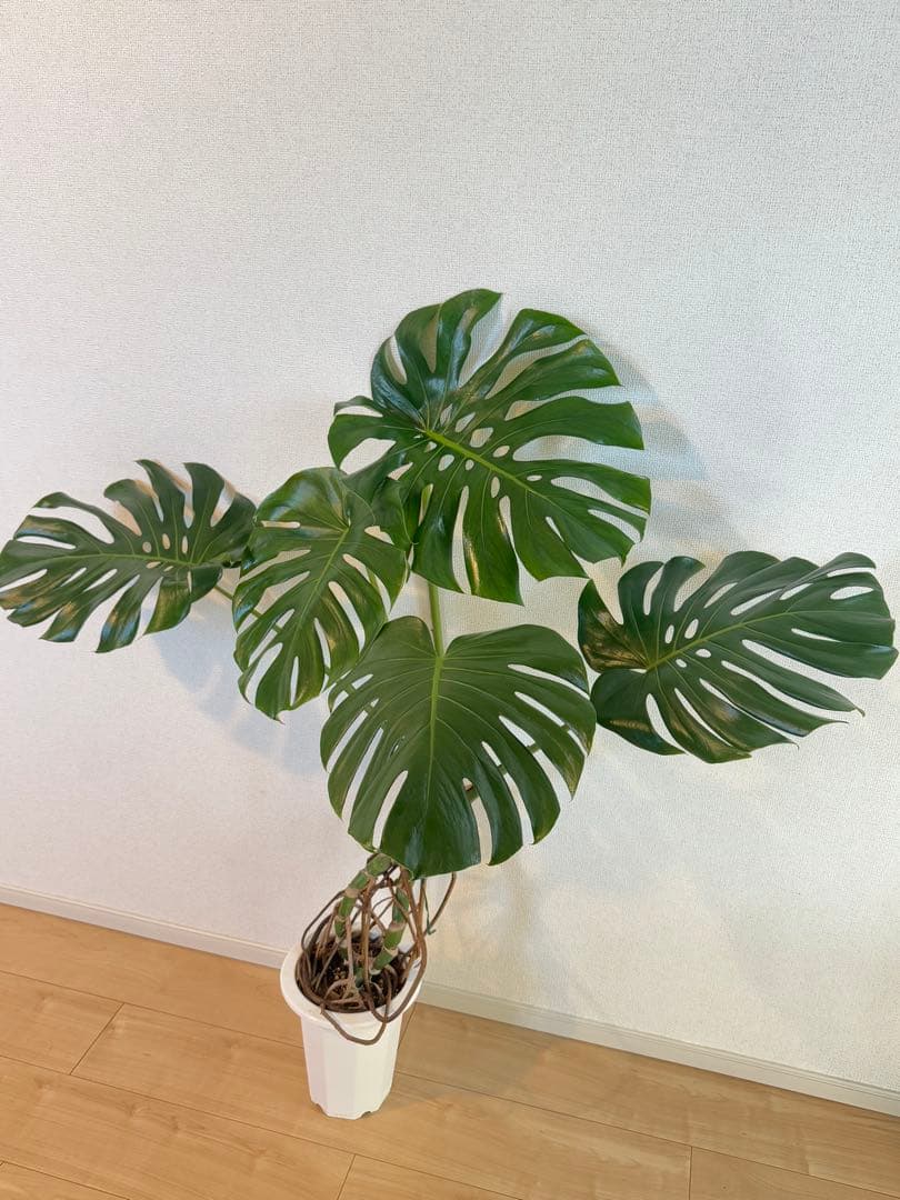 モンステラ　デリシオーサ　幹上がり　根上がり　幹立ち　7寸サイズ　②