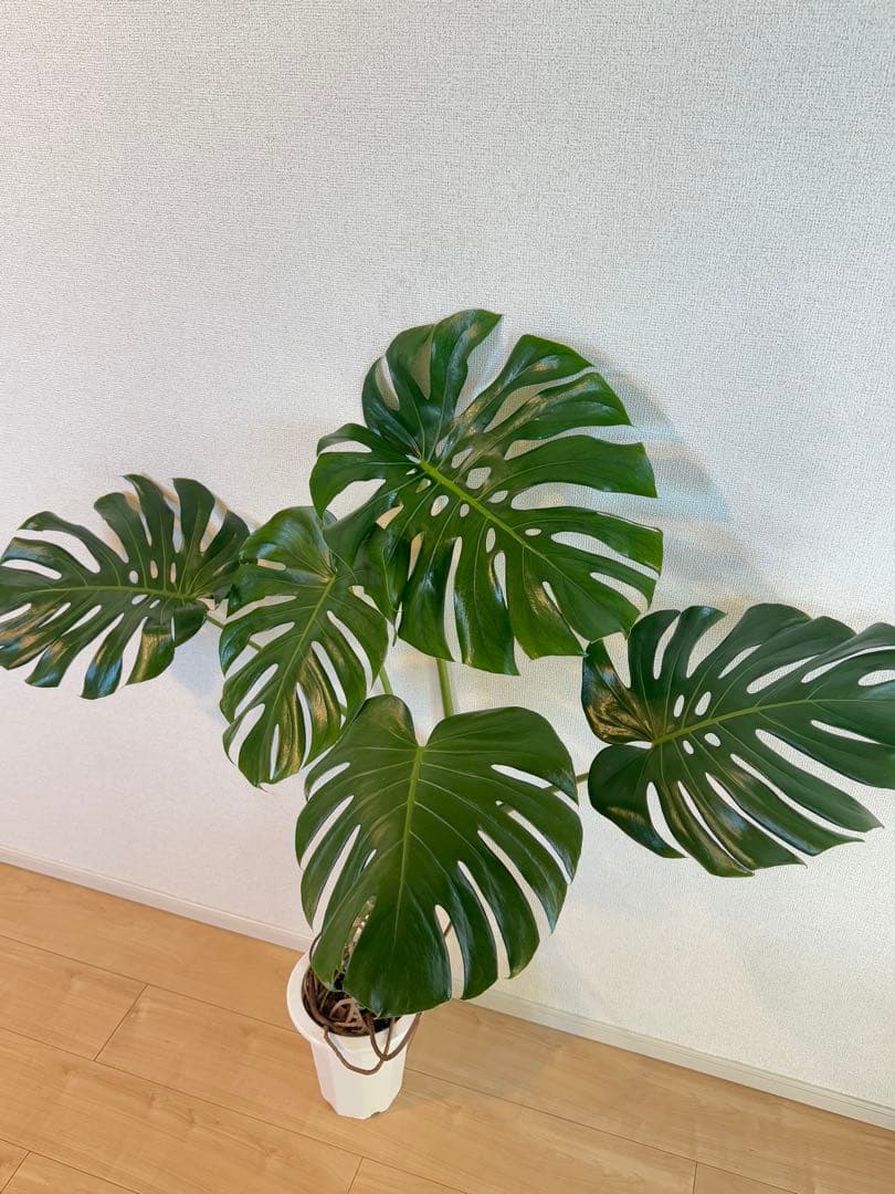 モンステラ　デリシオーサ　幹上がり　根上がり　幹立ち　7寸サイズ　②