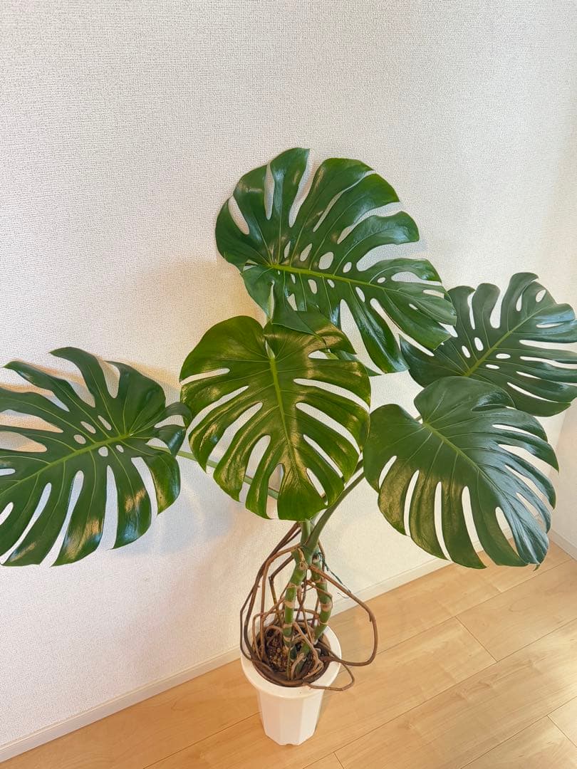 モンステラ　デリシオーサ　幹上がり　根上がり　幹立ち　7寸サイズ　②