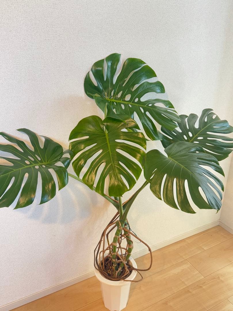 モンステラ　デリシオーサ　幹上がり　根上がり　幹立ち　7寸サイズ　②