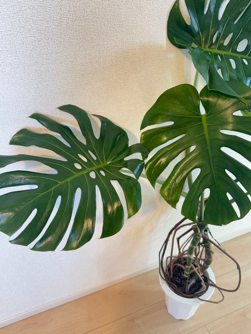 モンステラ　デリシオーサ　幹上がり　根上がり　幹立ち　7寸サイズ　②