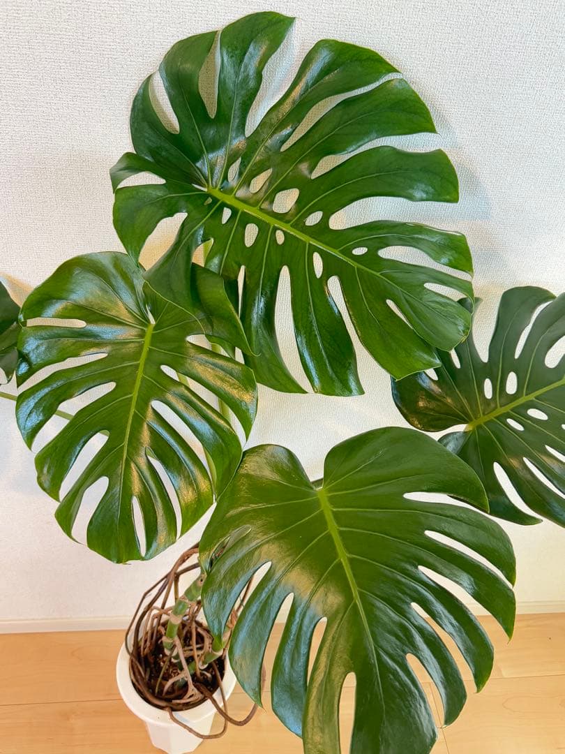 モンステラ　デリシオーサ　幹上がり　根上がり　幹立ち　7寸サイズ　②
