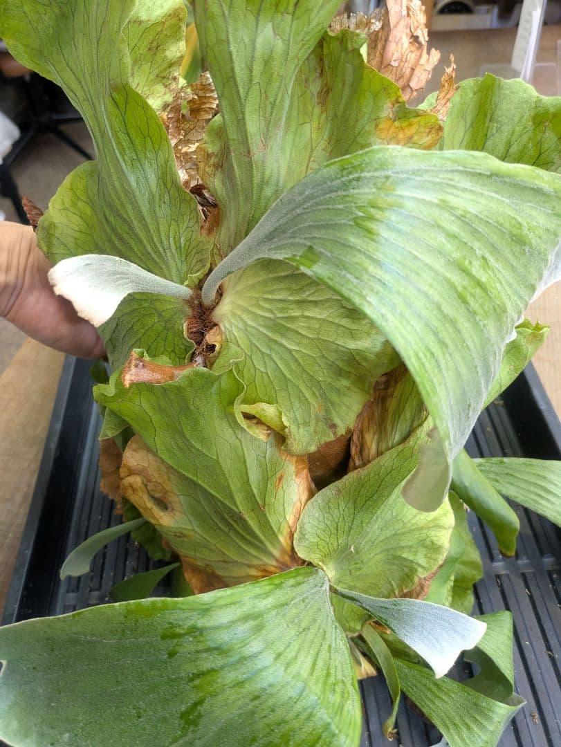 ビカクシダ プラティケリウム ステマリア 群生株 大株 抜き苗