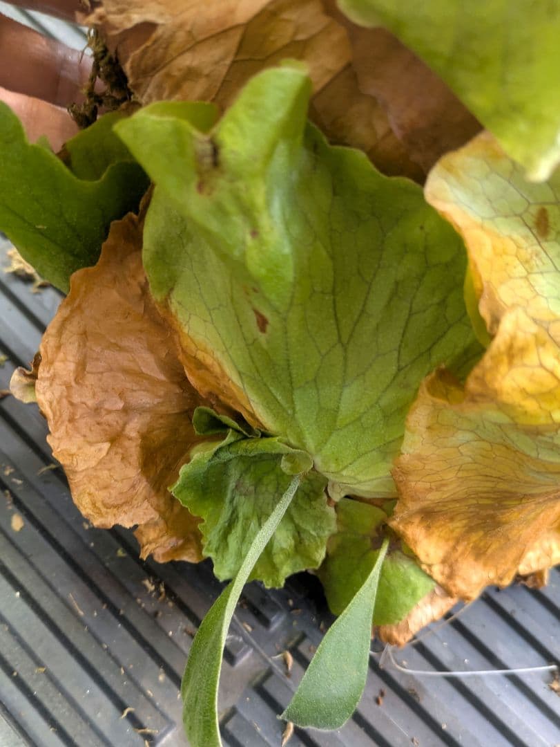 ビカクシダ プラティケリウム ステマリア 群生株 大株 抜き苗