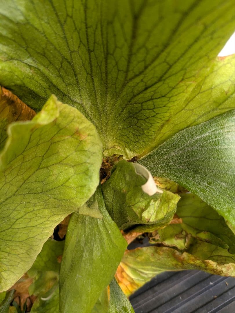 ビカクシダ プラティケリウム ステマリア 群生株 大株 抜き苗