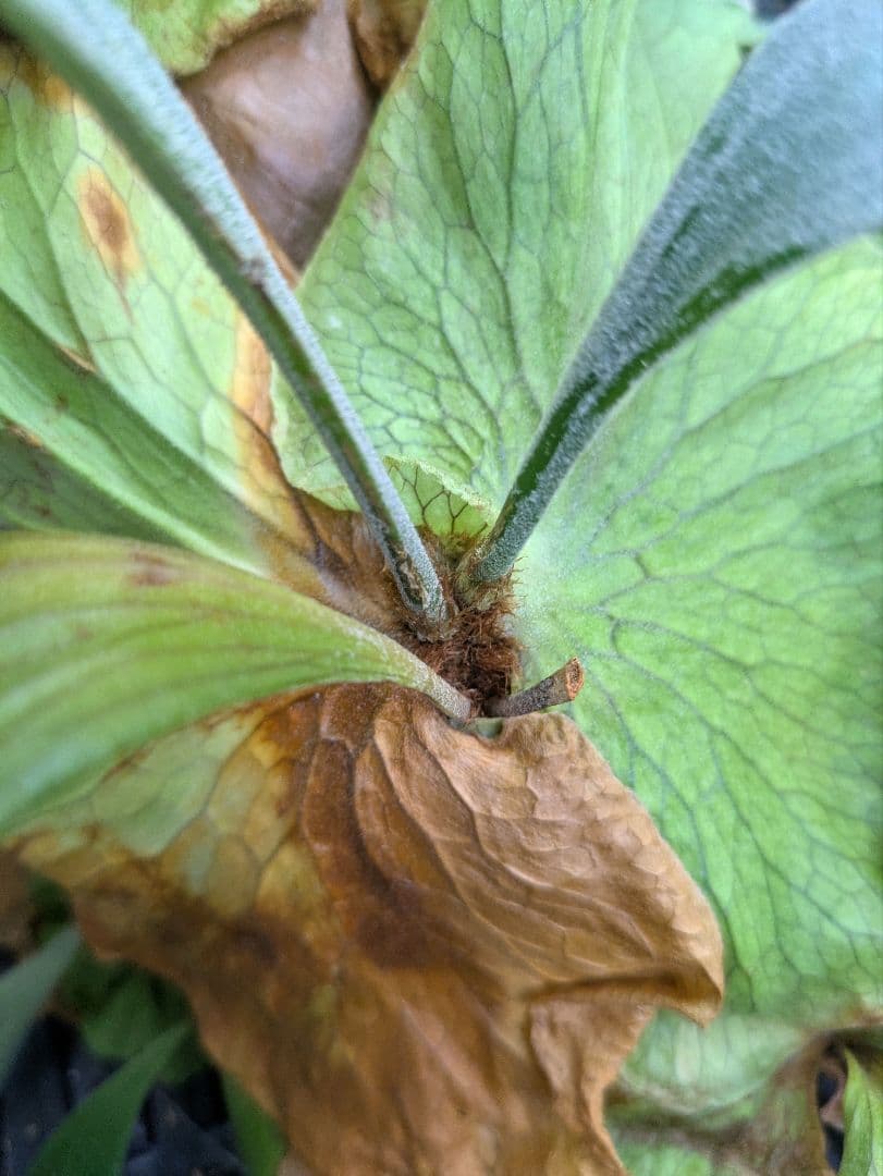 ビカクシダ プラティケリウム ステマリア 群生株 大株 抜き苗