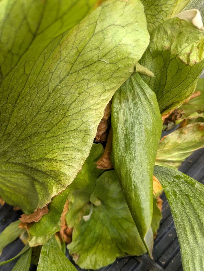 ビカクシダ プラティケリウム ステマリア 群生株 大株 抜き苗