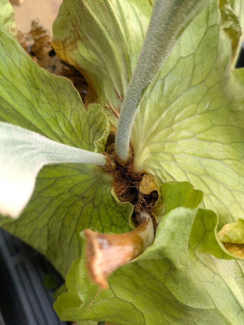 ビカクシダ プラティケリウム ステマリア 群生株 大株 抜き苗