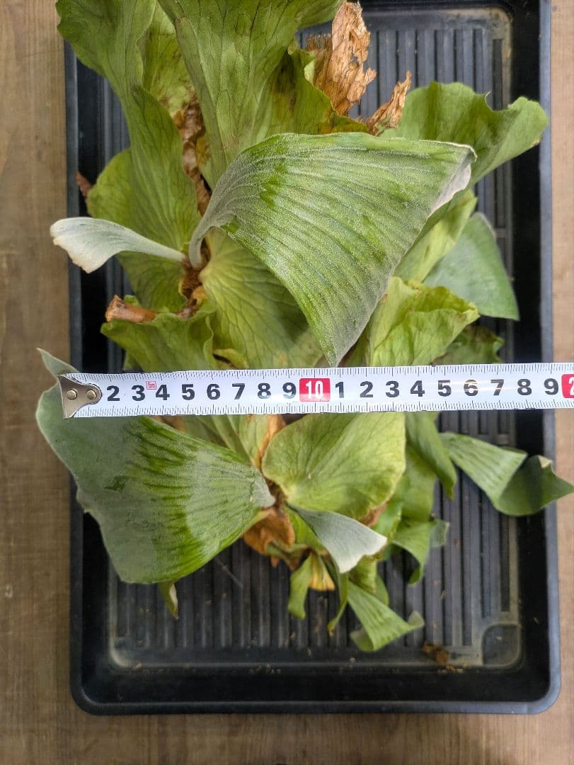 ビカクシダ プラティケリウム ステマリア 群生株 大株 抜き苗