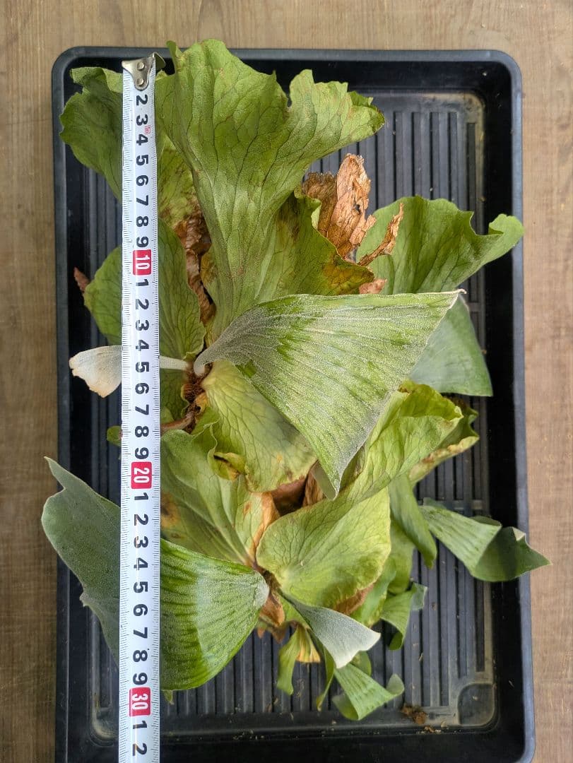 ビカクシダ プラティケリウム ステマリア 群生株 大株 抜き苗