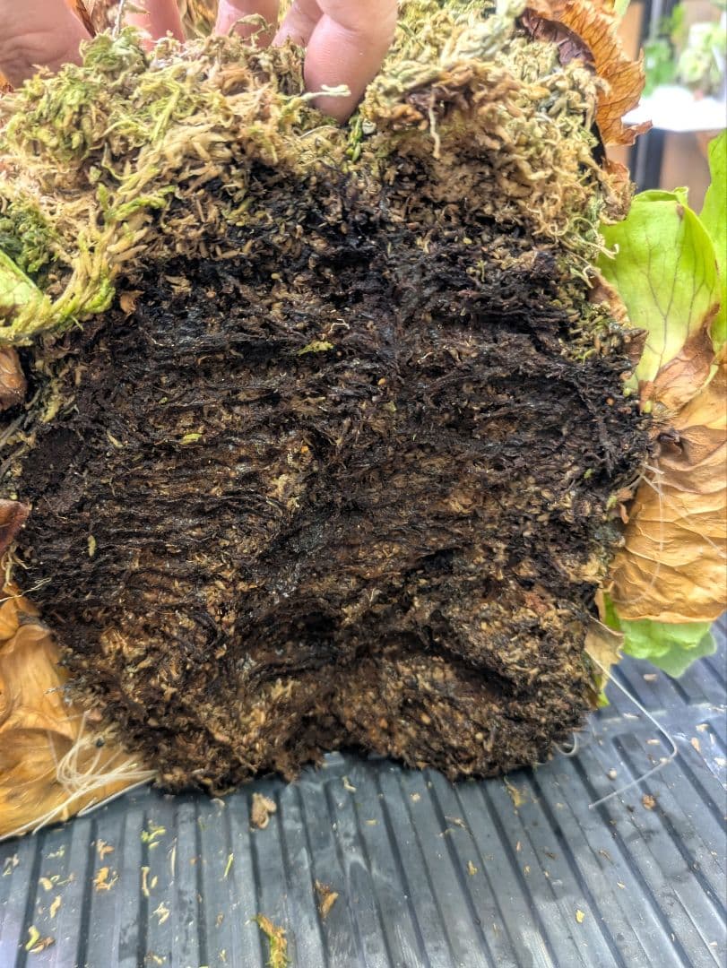 ビカクシダ プラティケリウム ステマリア 群生株 大株 抜き苗