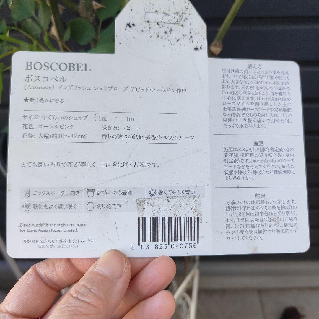 ボスコベル 大苗６号鉢 イングリッシュローズシュラブローズ バラ苗