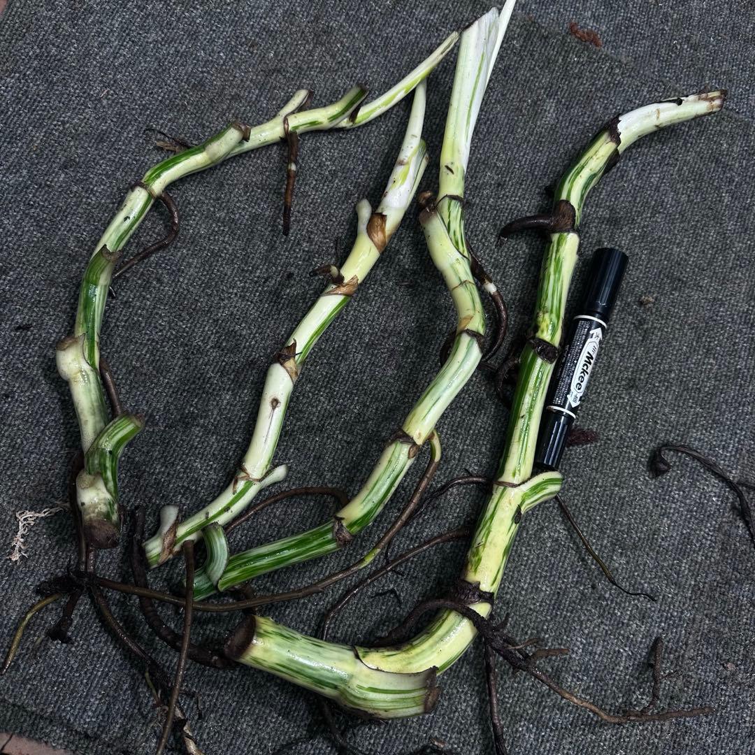 は*》様 斑入りモンステラホワイトタイガー茎4株おまとめ