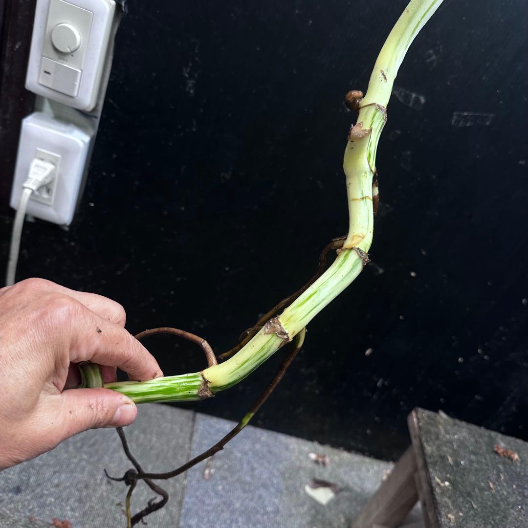 は*》様 斑入りモンステラホワイトタイガー茎4株おまとめ