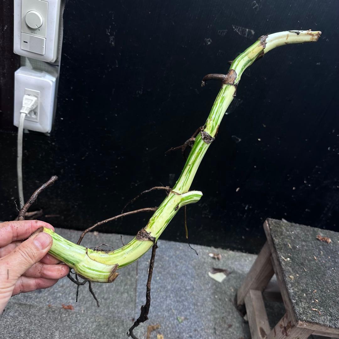 は*》様 斑入りモンステラホワイトタイガー茎4株おまとめ