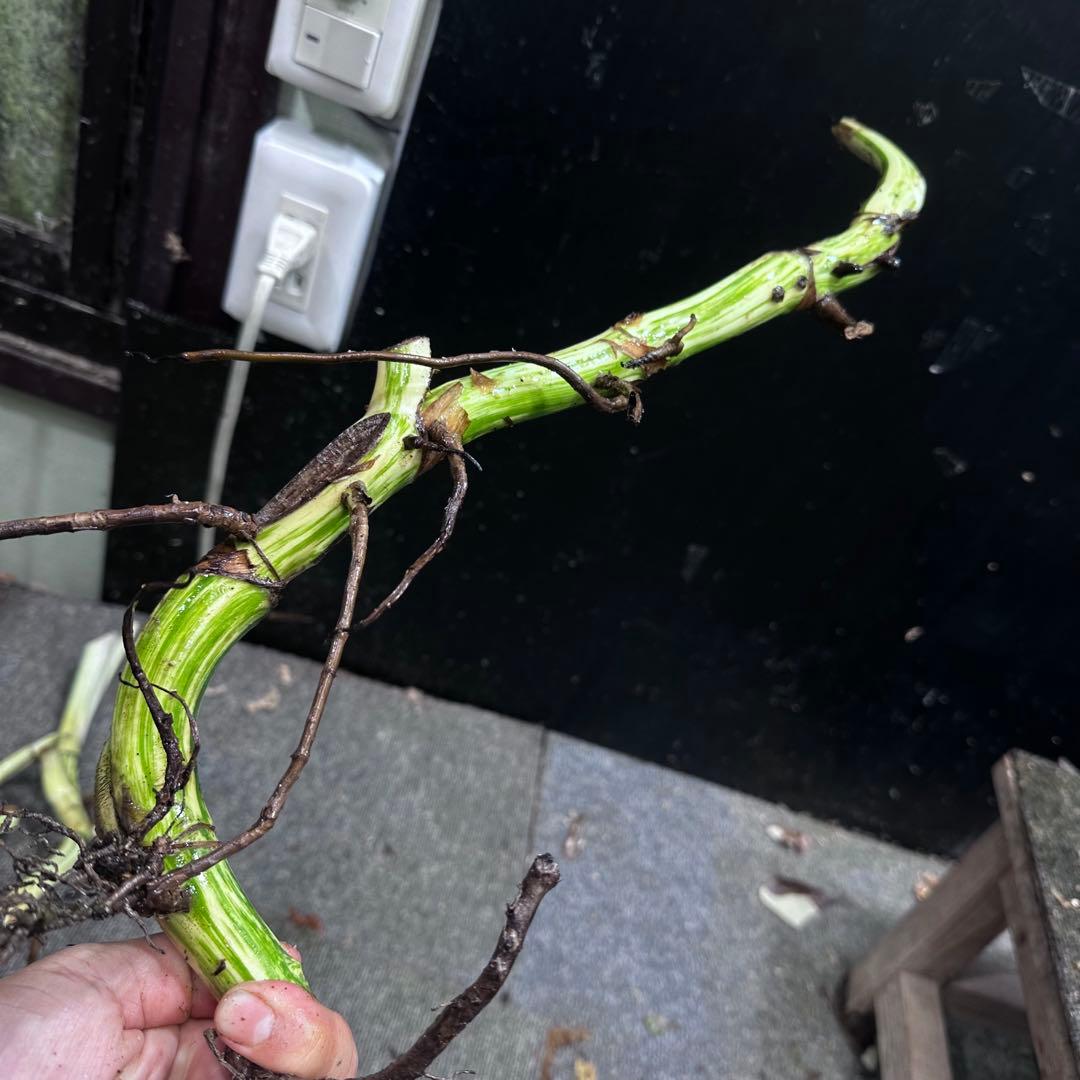 は*》様 斑入りモンステラホワイトタイガー茎4株おまとめ