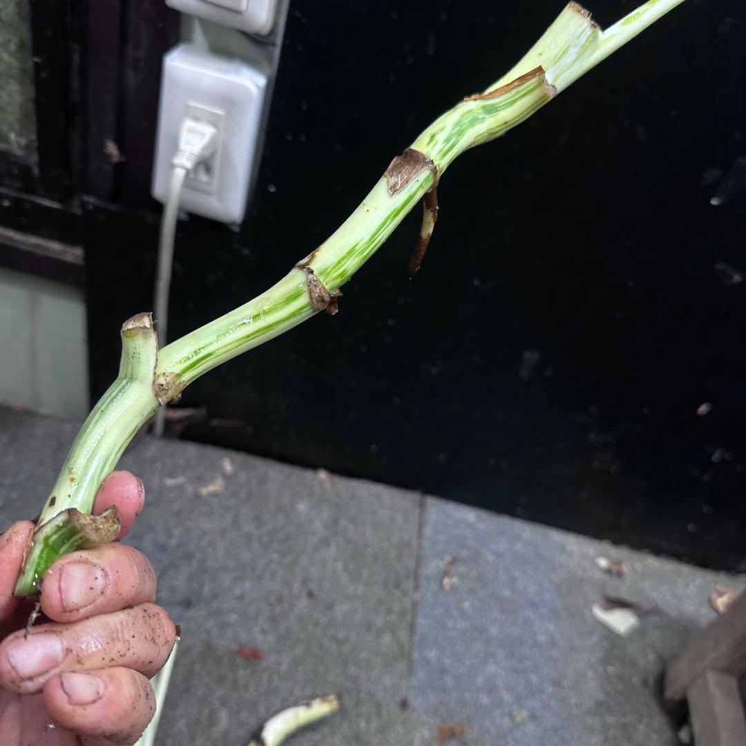 は*》様 斑入りモンステラホワイトタイガー茎4株おまとめ