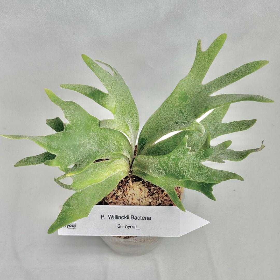 【メルカリ便】P. Willinckii Bacteria (TC) 【4】