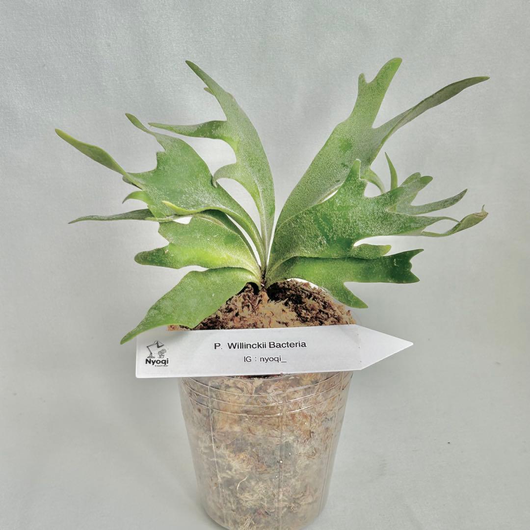 【メルカリ便】P. Willinckii Bacteria (TC) 【4】