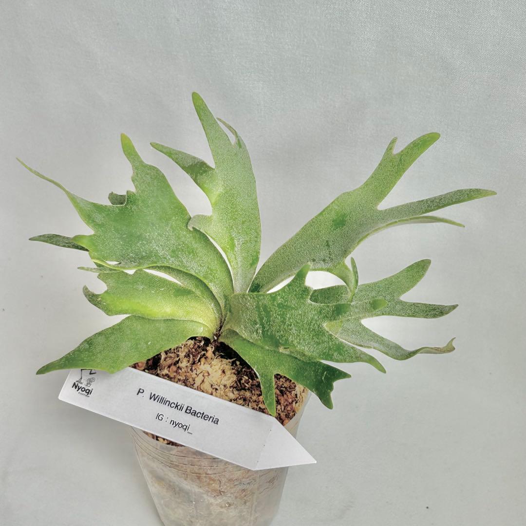 【メルカリ便】P. Willinckii Bacteria (TC) 【4】