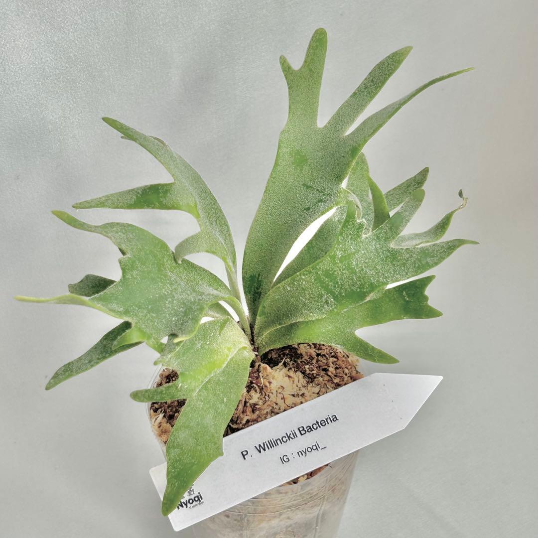 【メルカリ便】P. Willinckii Bacteria (TC) 【4】