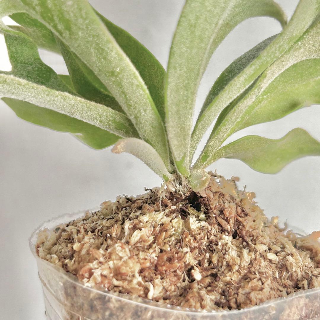 【メルカリ便】P. Willinckii Bacteria (TC) 【4】