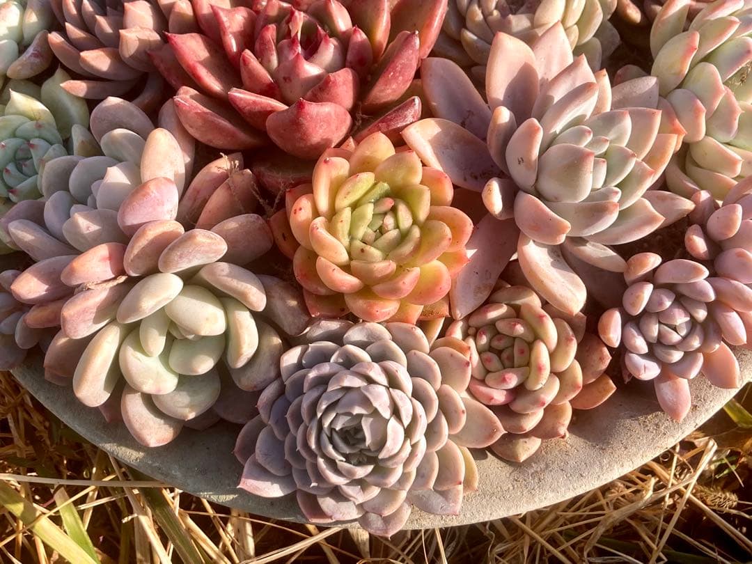 エケベリア　大きめ23株20種　巨大寄せ植えにどうぞ