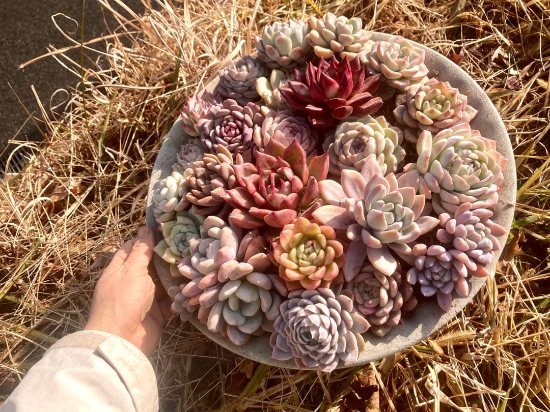 エケベリア　大きめ23株20種　巨大寄せ植えにどうぞ