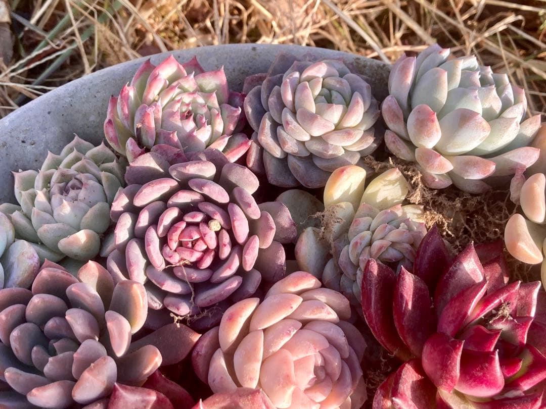 エケベリア　大きめ23株20種　巨大寄せ植えにどうぞ