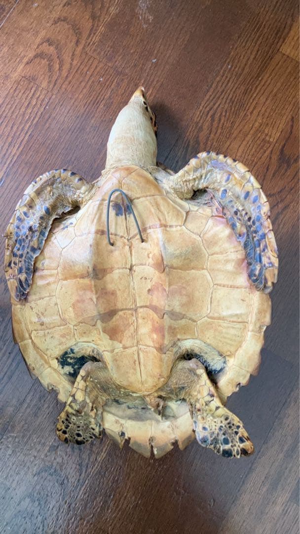 タイマイ　ウミガメ剥製　国際希少野生動植物種登録票有