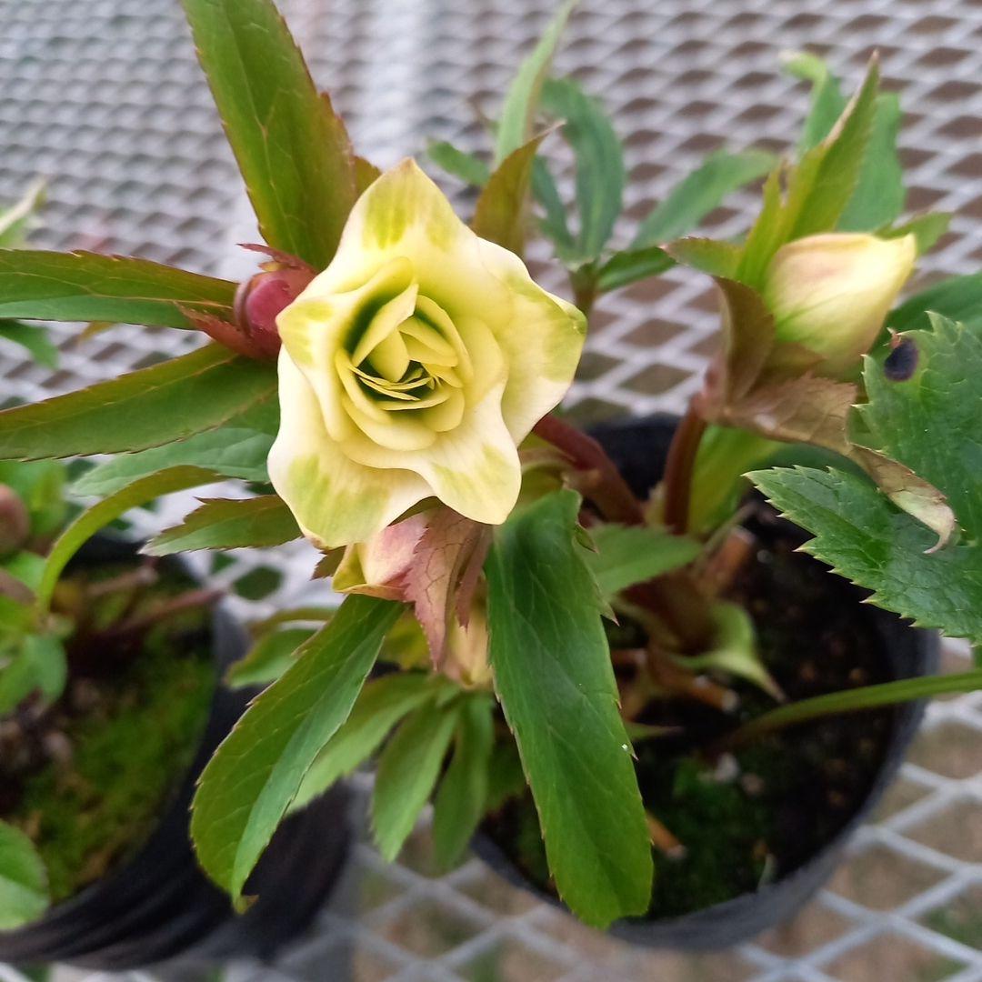 日曜日まで！可愛い小輪系♪カップ&星形クリスマスローズ4個セット、苗、開花株