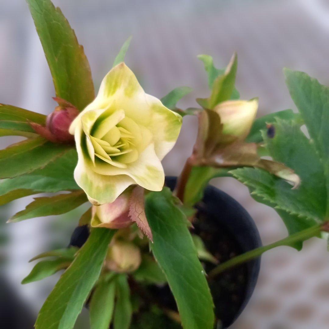 日曜日まで！可愛い小輪系♪カップ&星形クリスマスローズ4個セット、苗、開花株