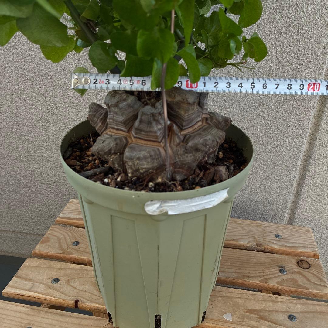 亀甲竜　6号鉢