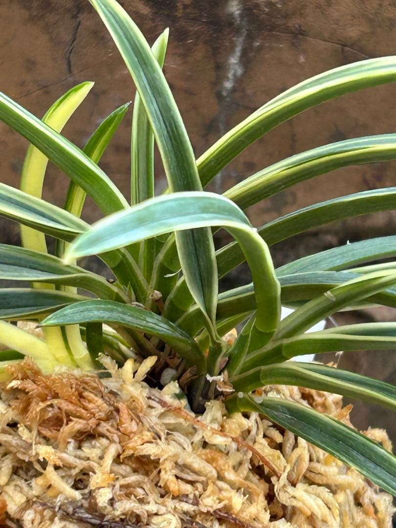 富貴蘭　西出都　変わり芽(真鶴) ③ 札付き